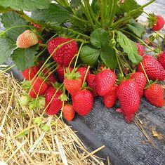 strawberries