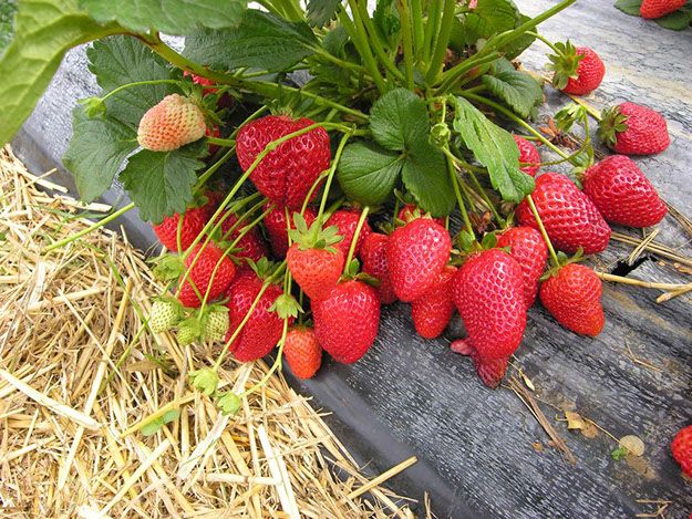 strawberries