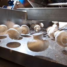 mushrooms