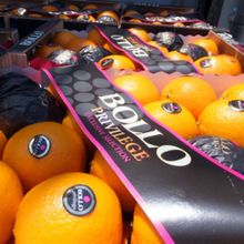 Oranges Bollo
