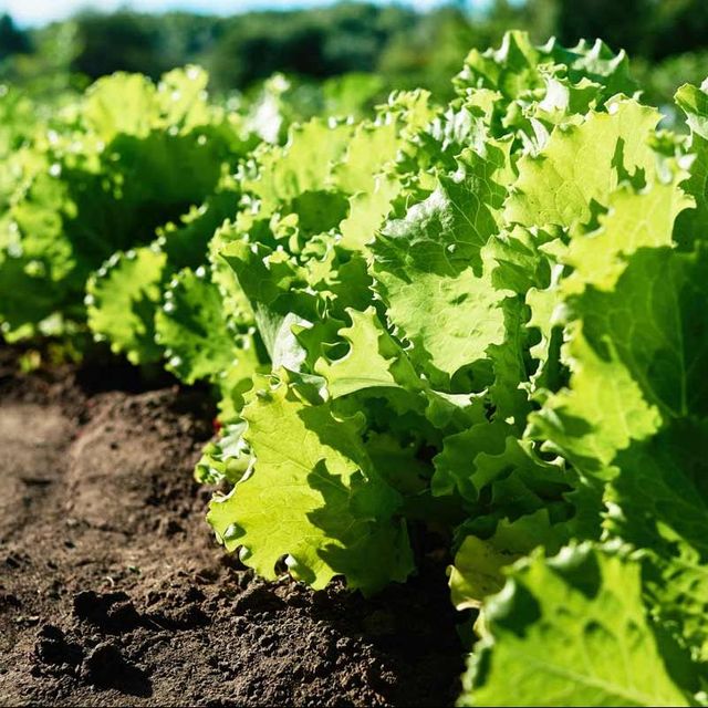 iceberg letuce