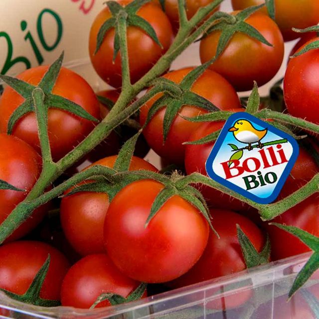 Tomatoes Bollo